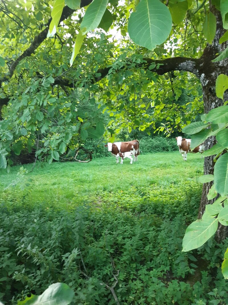 Les prairies représentent 95% de la surface agricole.