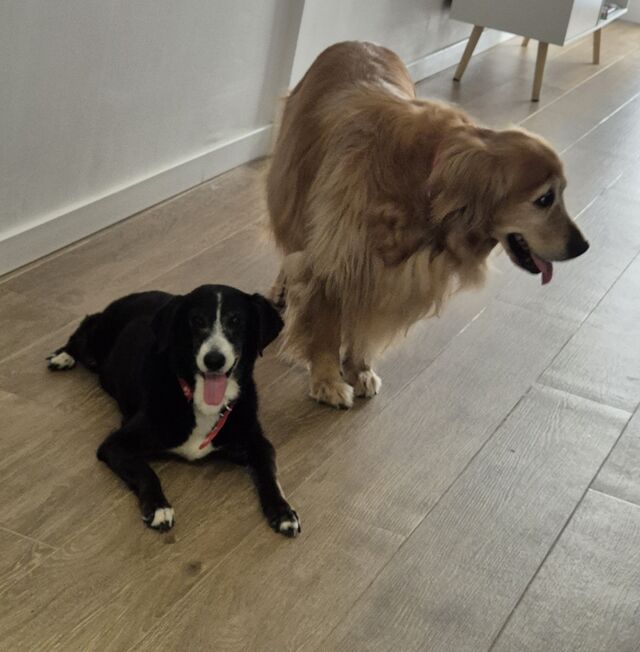 Lola Y Colita 🐾💕