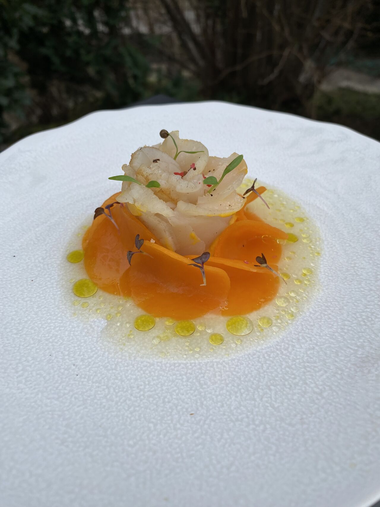 Rose de Saint-Jacques, sauce au yuzu et huile aux herbes