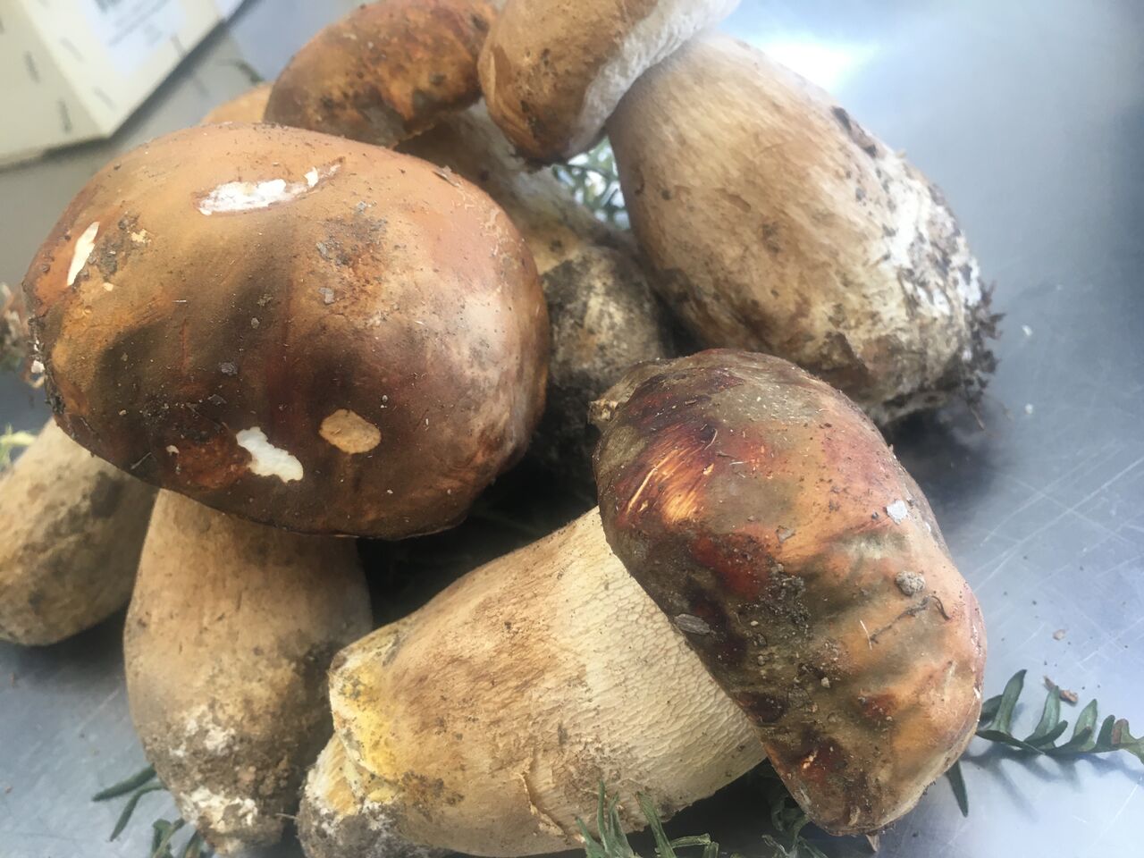 I NOSTRI PORCINI