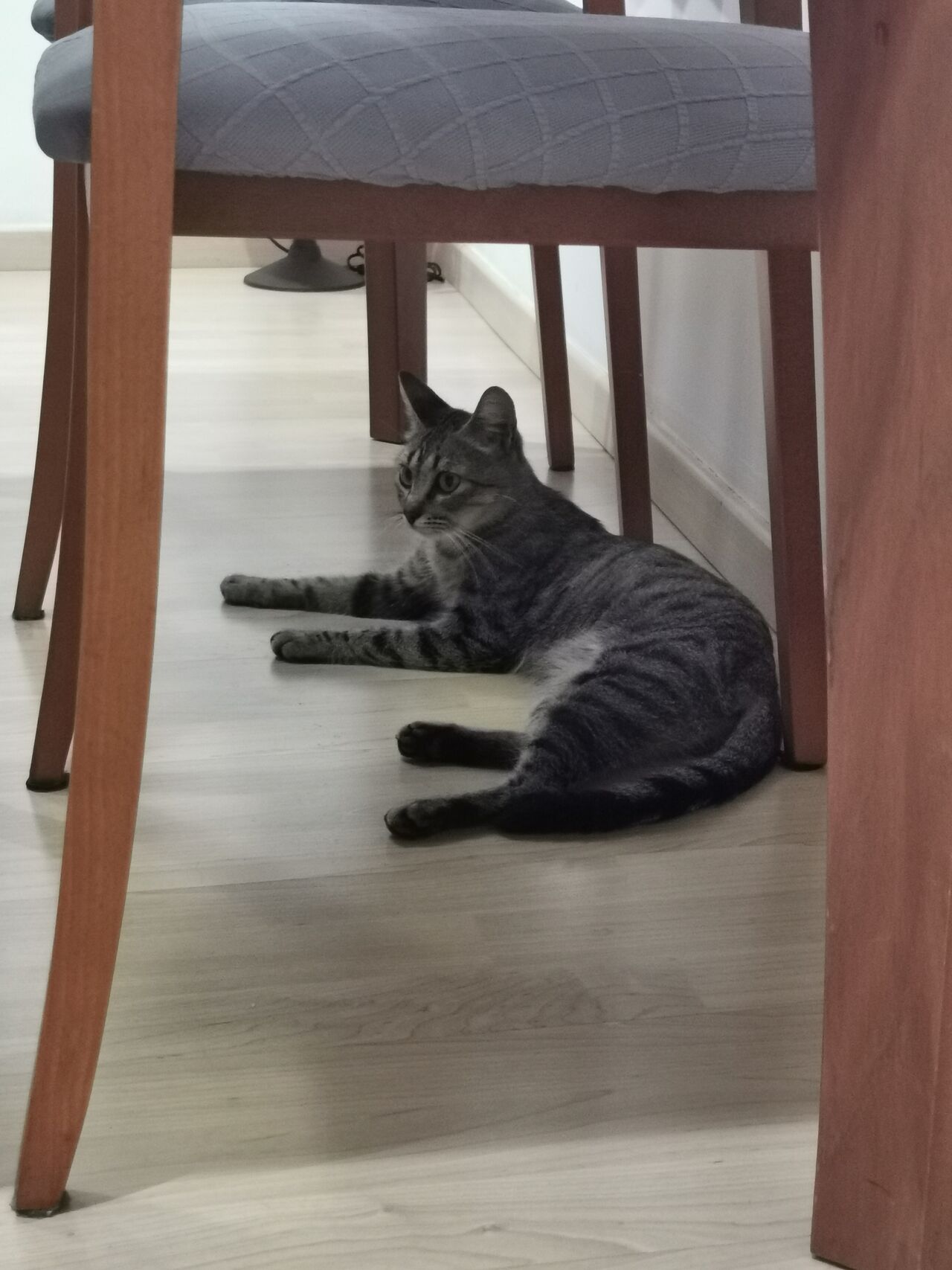 En casa tod@s son Bienvenid@s ella es Baghueera