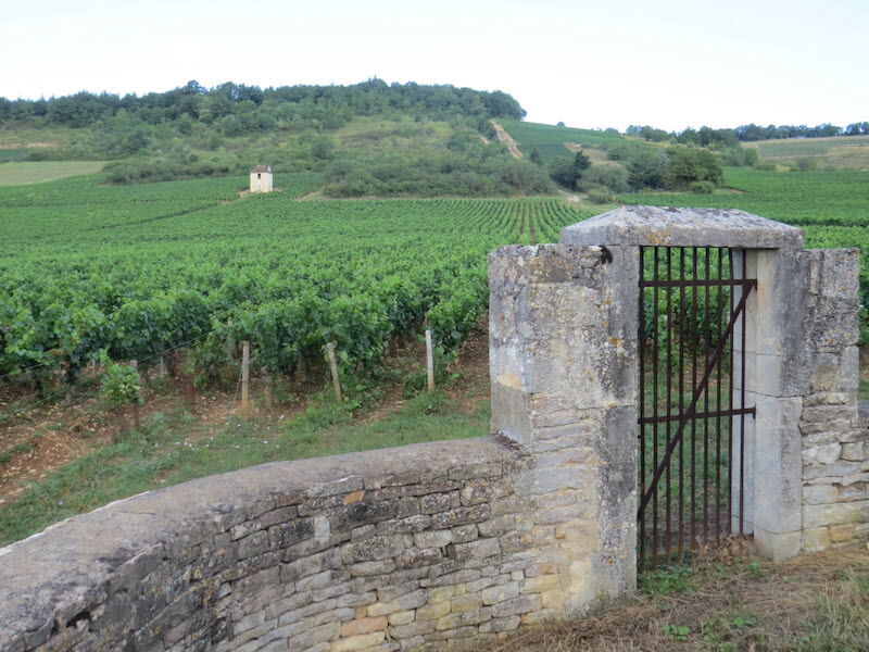 Les vignes de Givry