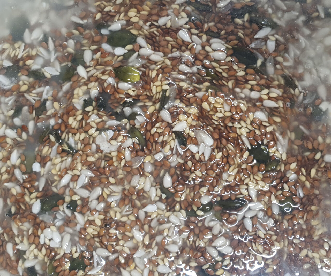 Trempage des graines : courge, tournesol, lin