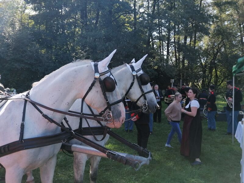 hoteleigene Lipizzaner