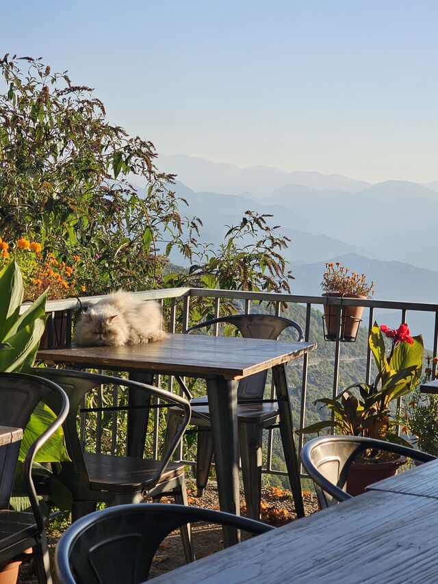 Lila - le chat de la maison 