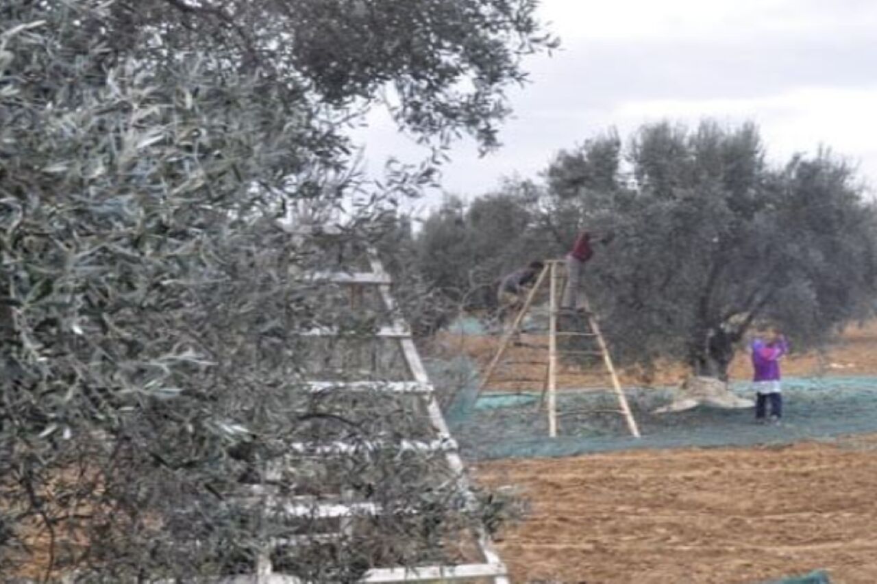 la récolte de nos olives en TUNISIE