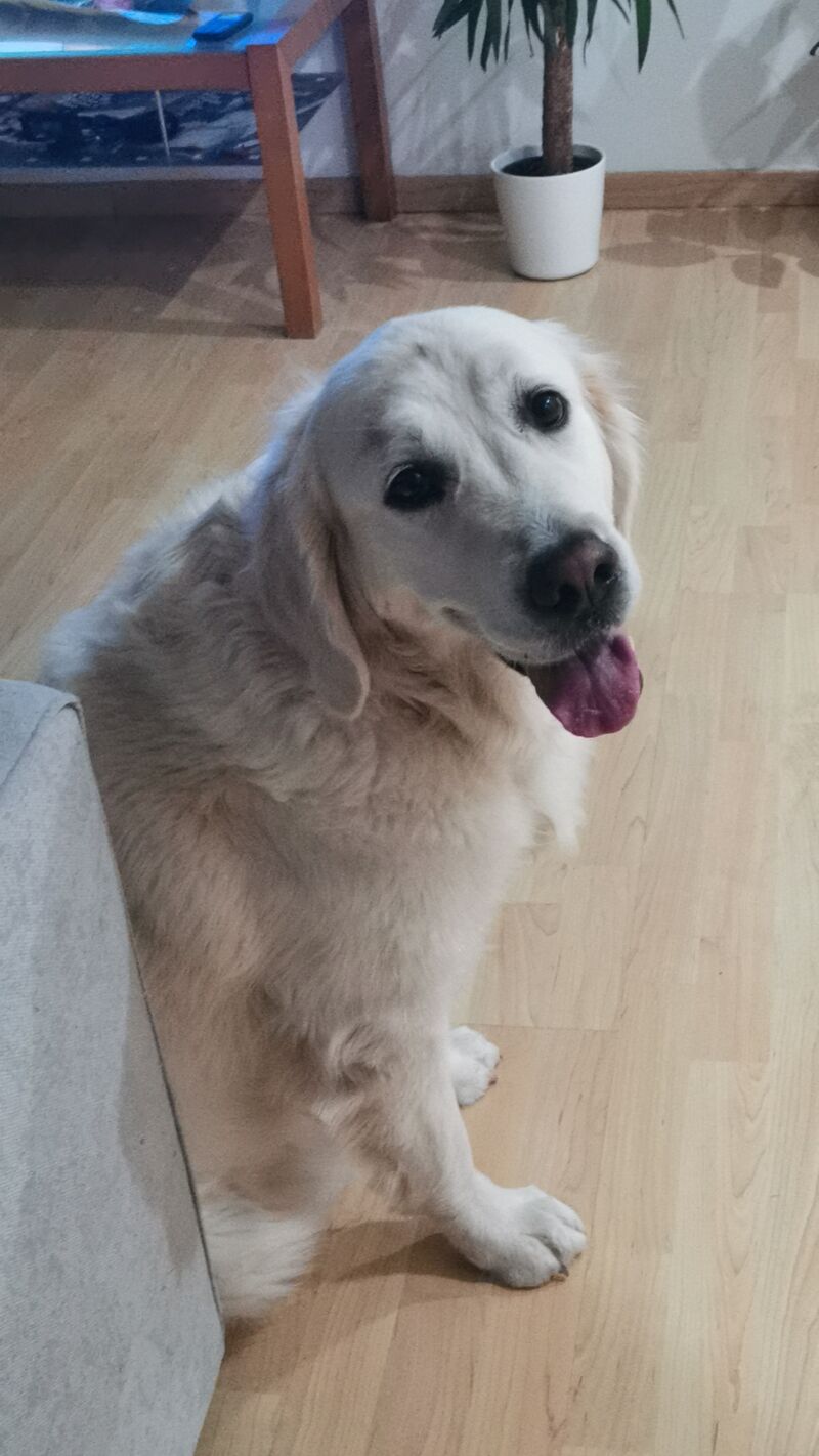 Yo soy la Princesa Elza 🐾💗