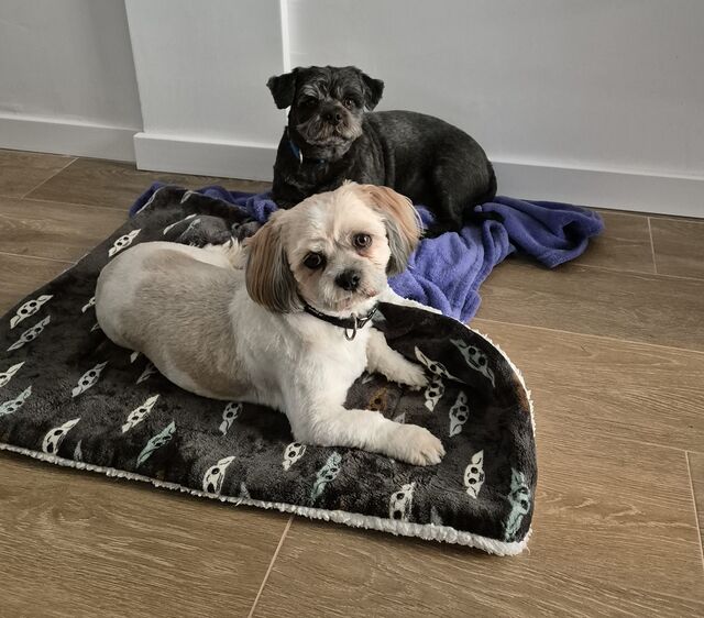 Max y Bikkel 🐾💙