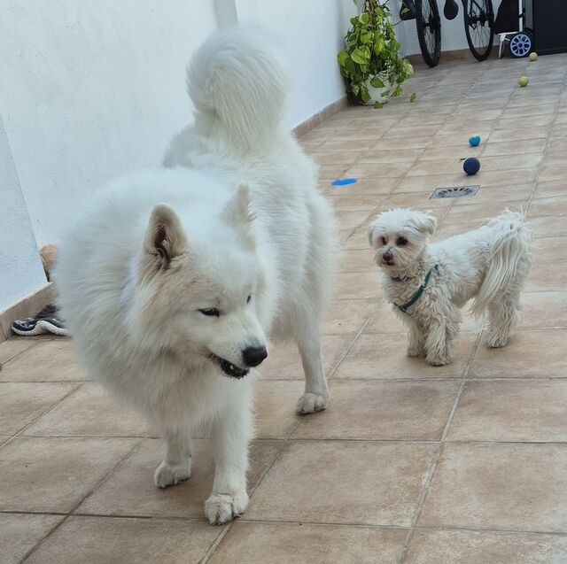 Ariel y Toby 🐾💙💕