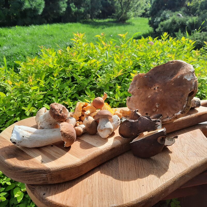 już niedługo w naszym Menu
Grzyby - krem, zupa a może pod inną postacią ?!