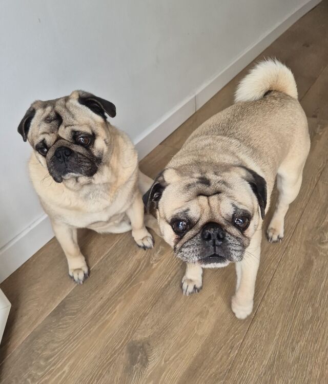 Bowser y Wisley 🐾🐾