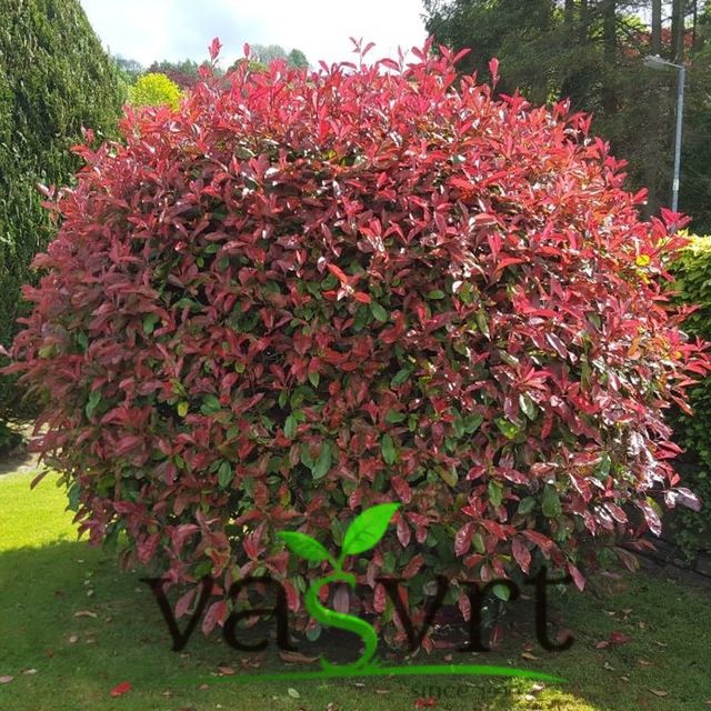Photinia x fraseri ‘Red Robin’ – Fotinija