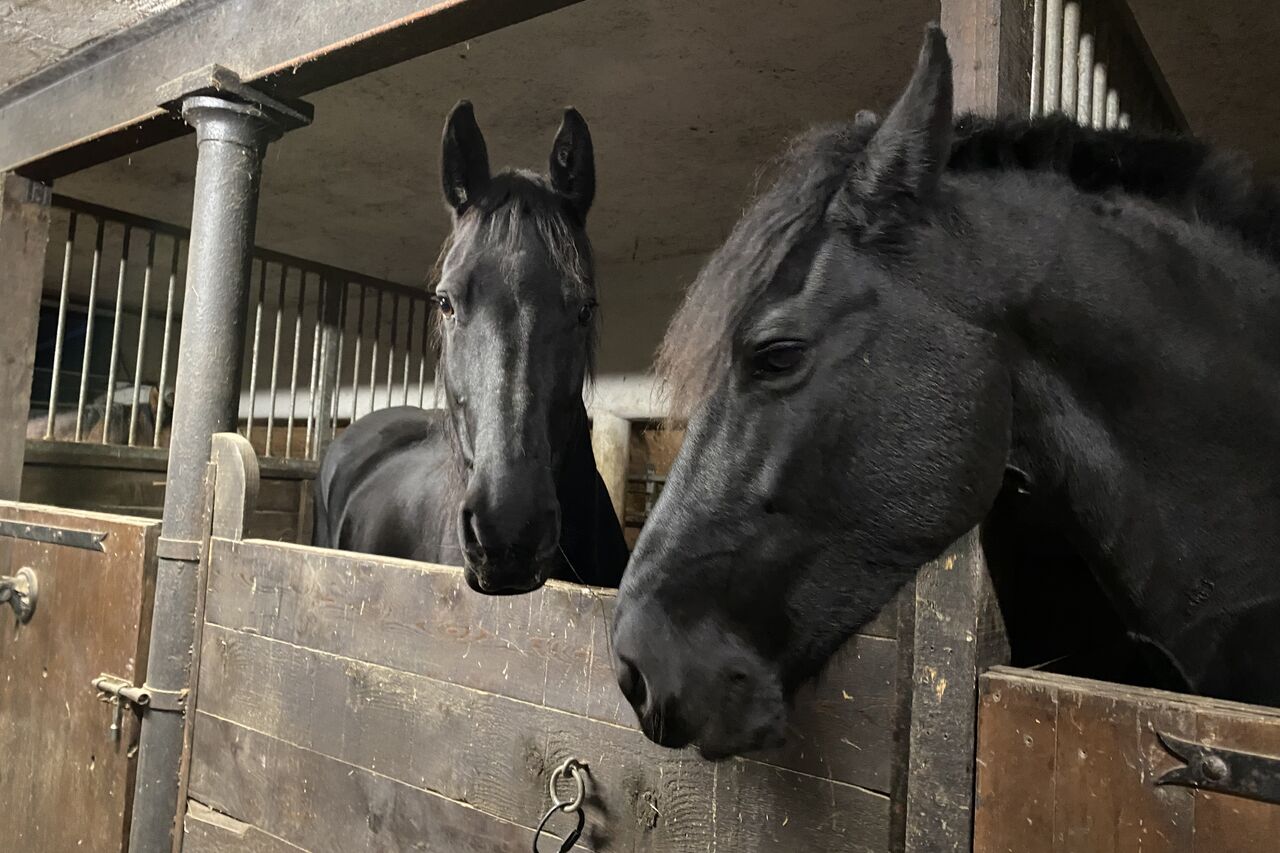 Les petits habitants du château