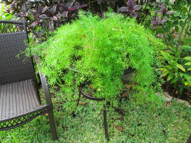 Ljekovita šparoga-Vrtna šparoga
lat. Asparagus officinalis