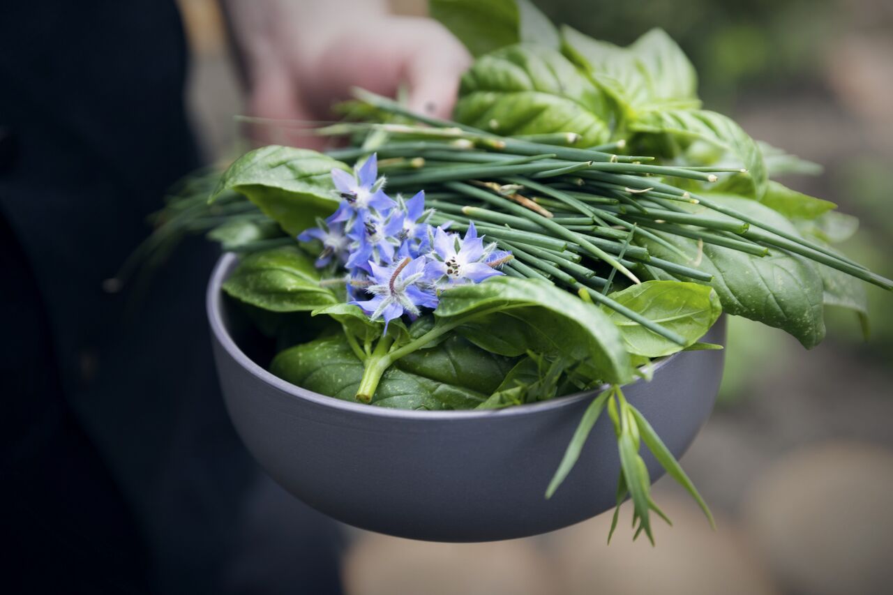 Quelques Herbes fraîches de notre jardin
Credit photo
@dureuilphoto.com
@louvrierdelimage