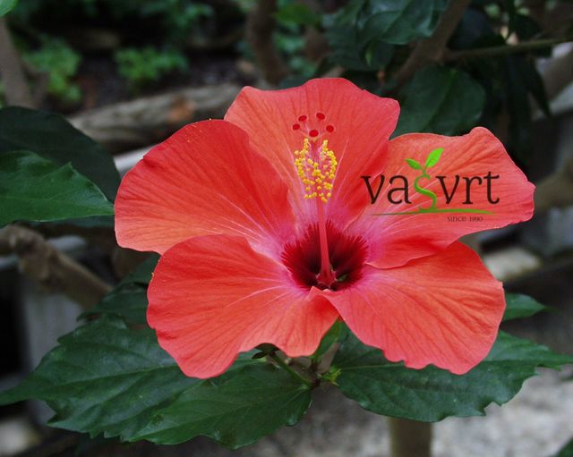 Hibiskus (Hibiscus)