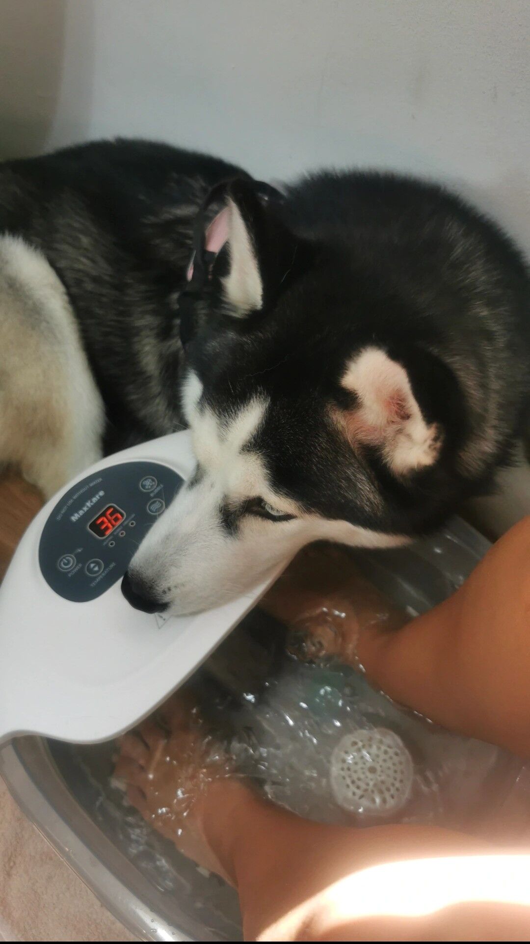 Alaska la Mejor Compañera 🐾🤗