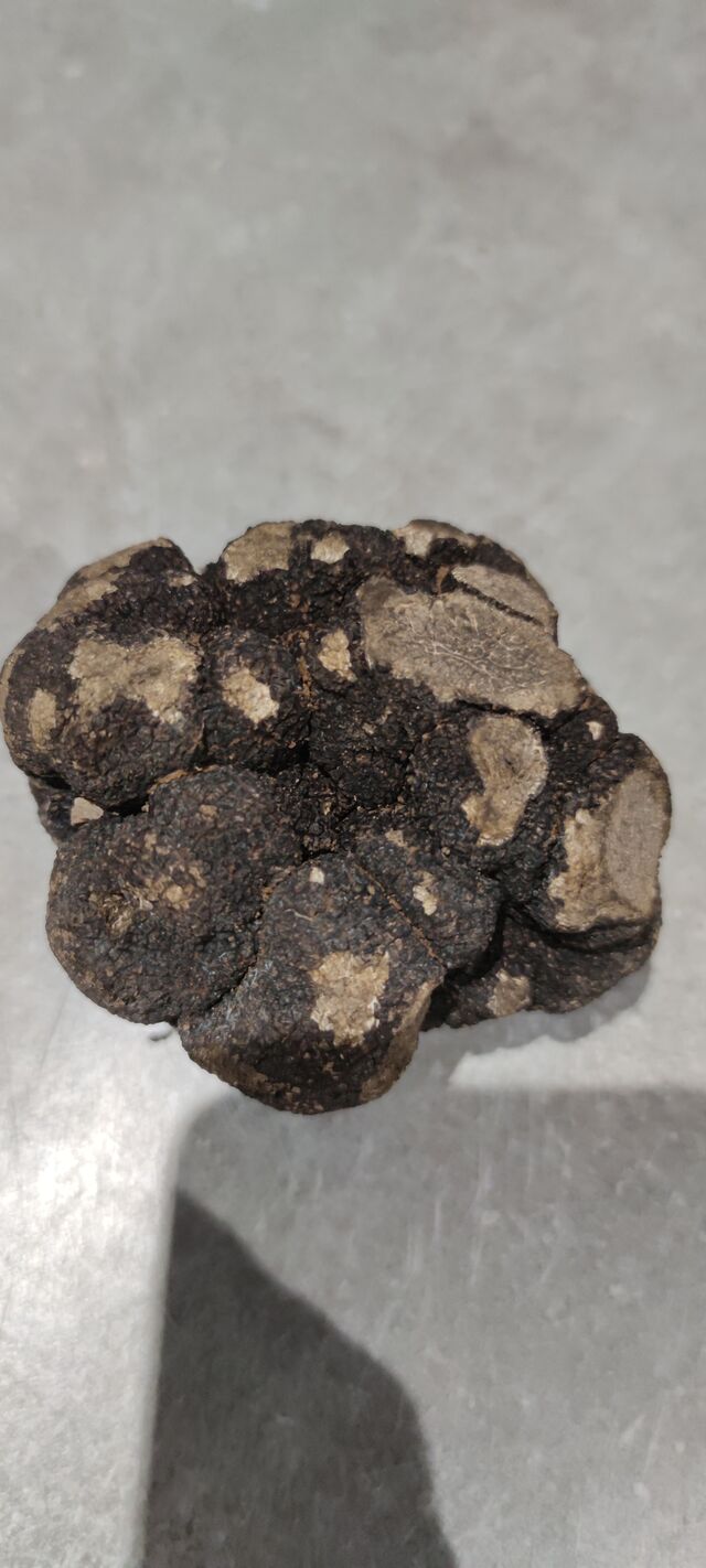 Truffe fraîche de aups
