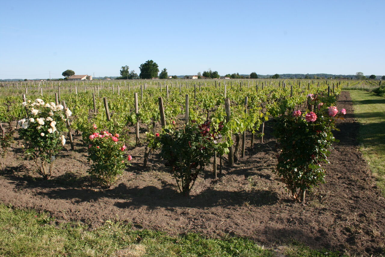 Nos vignes. (Our vineyards).