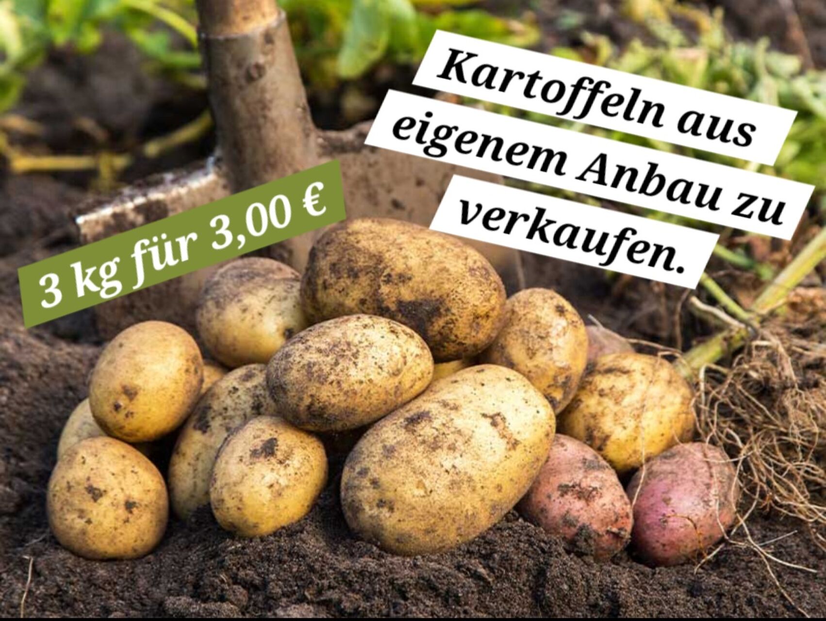 Frisch, regional und mit Liebe angebaut ✨️