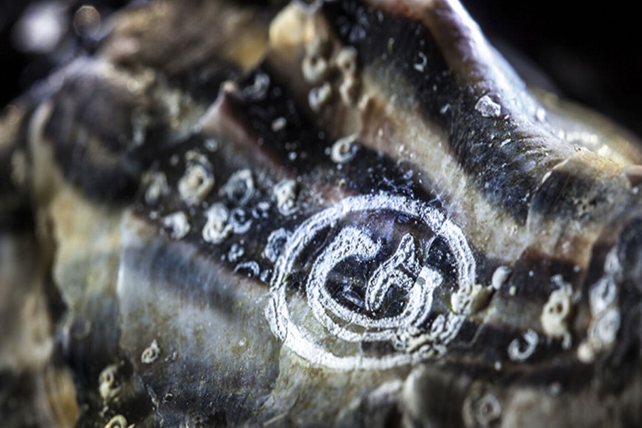 Le Gillardeau, la “Dom Pérignon” delle ostriche.