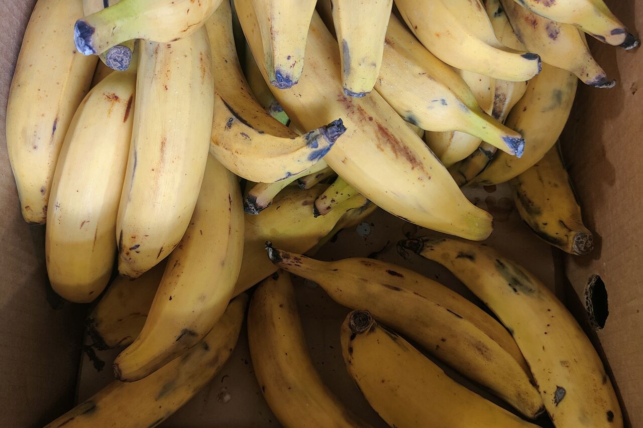 Banane plantain