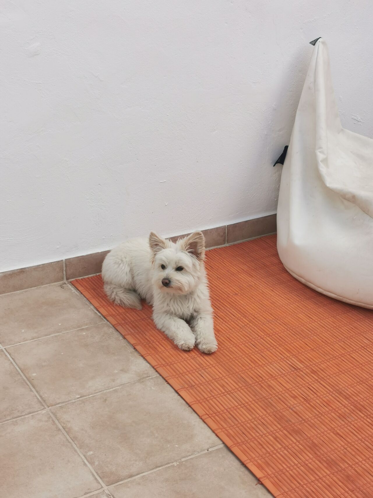 A Kony🐾 le encanta la Terraza 