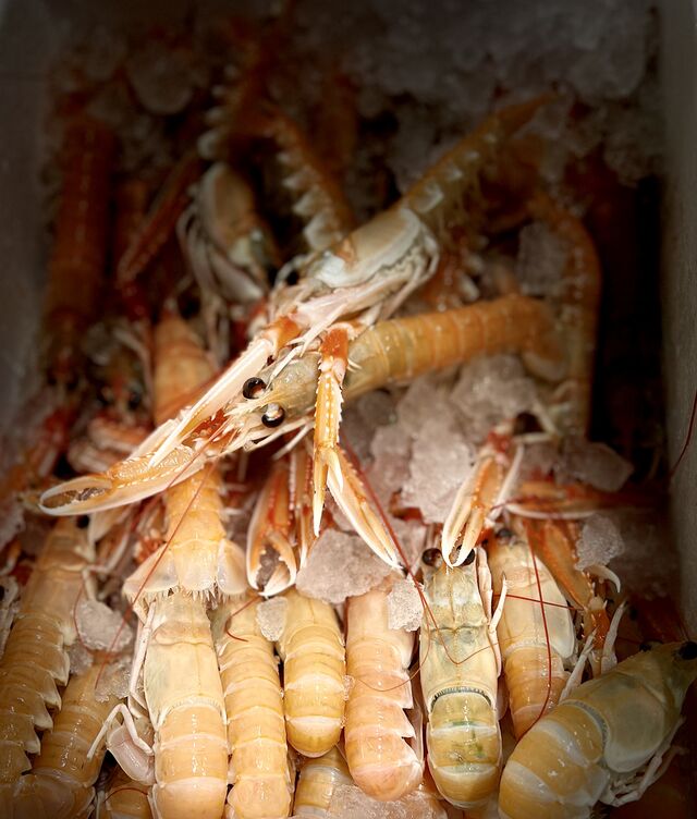 Belles arrivages de langoustines