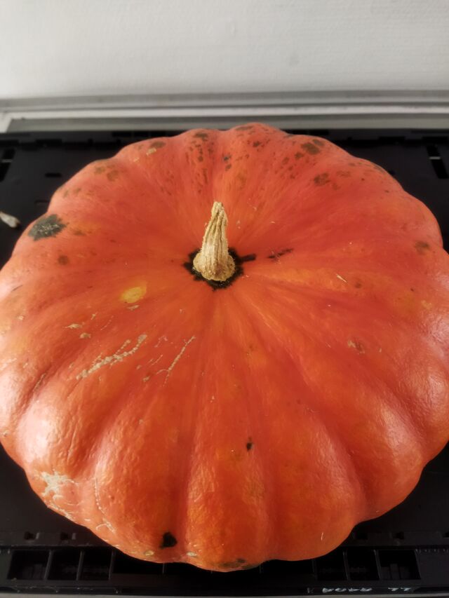 Potiron 1.60€ le kg 