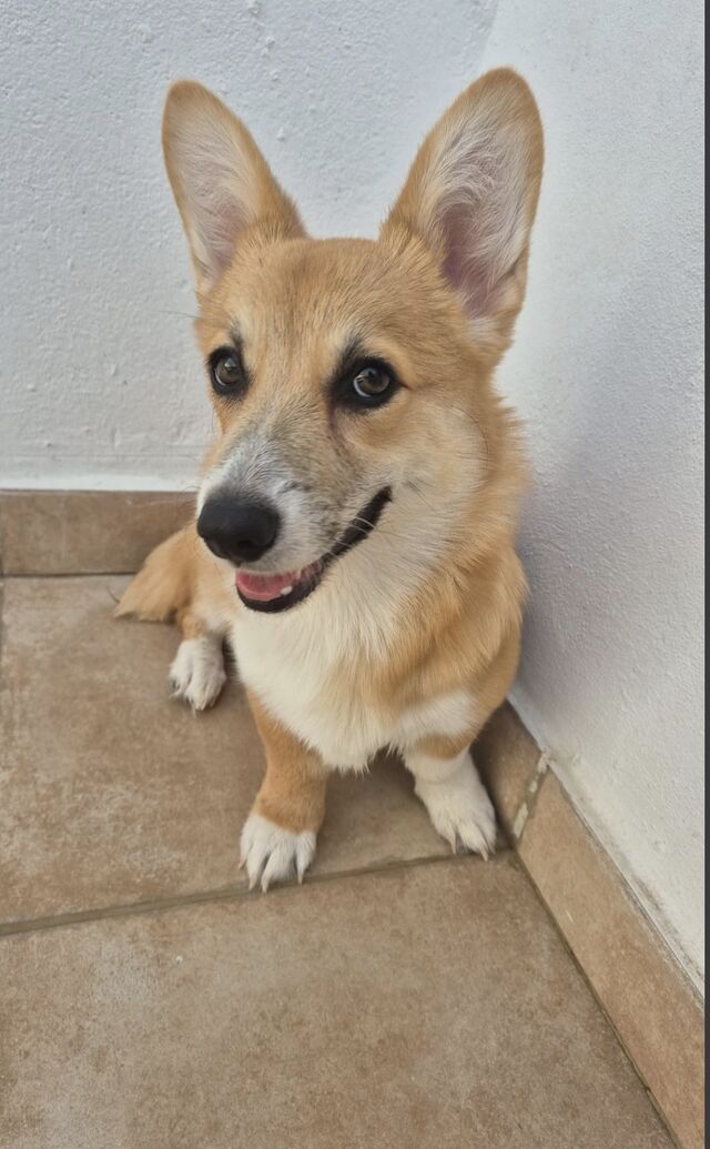 La Princesa Olivia 🐾🥰