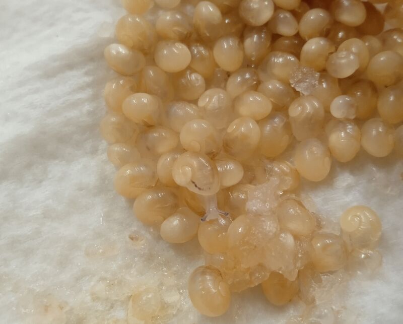 Deuxième semaine d'incubation