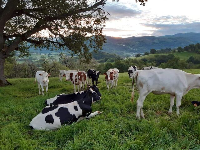 Nos vaches dans les champs