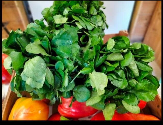 Cressonnière du Tôt - Disponible selon la saison