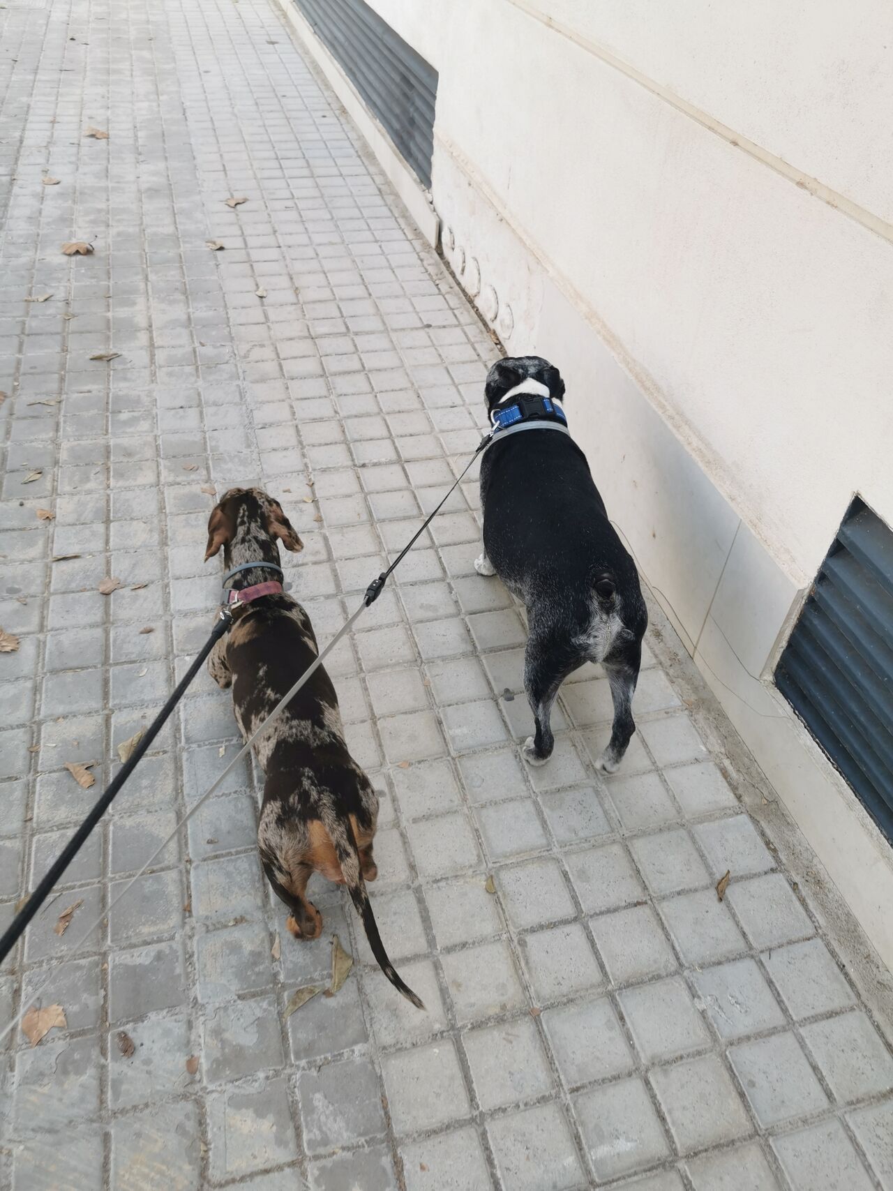 🐾Oliver y Freya💙💓