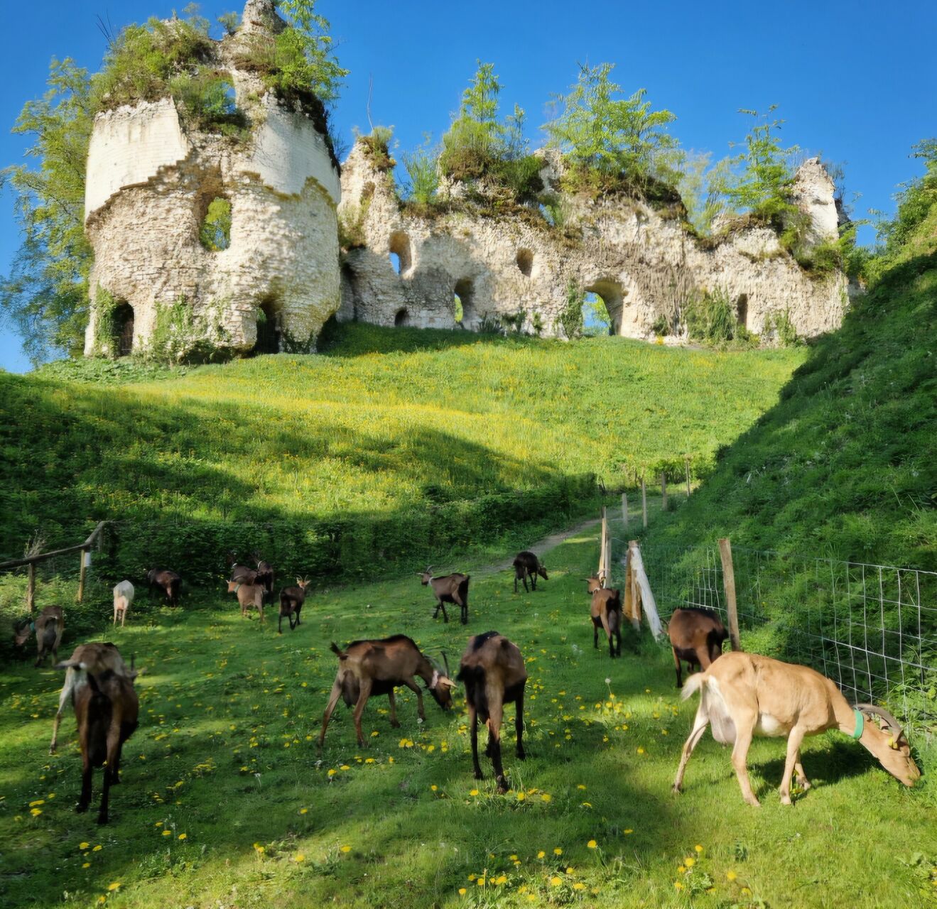 Transhumance