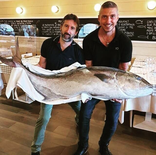 46 KG RICCIOLA 