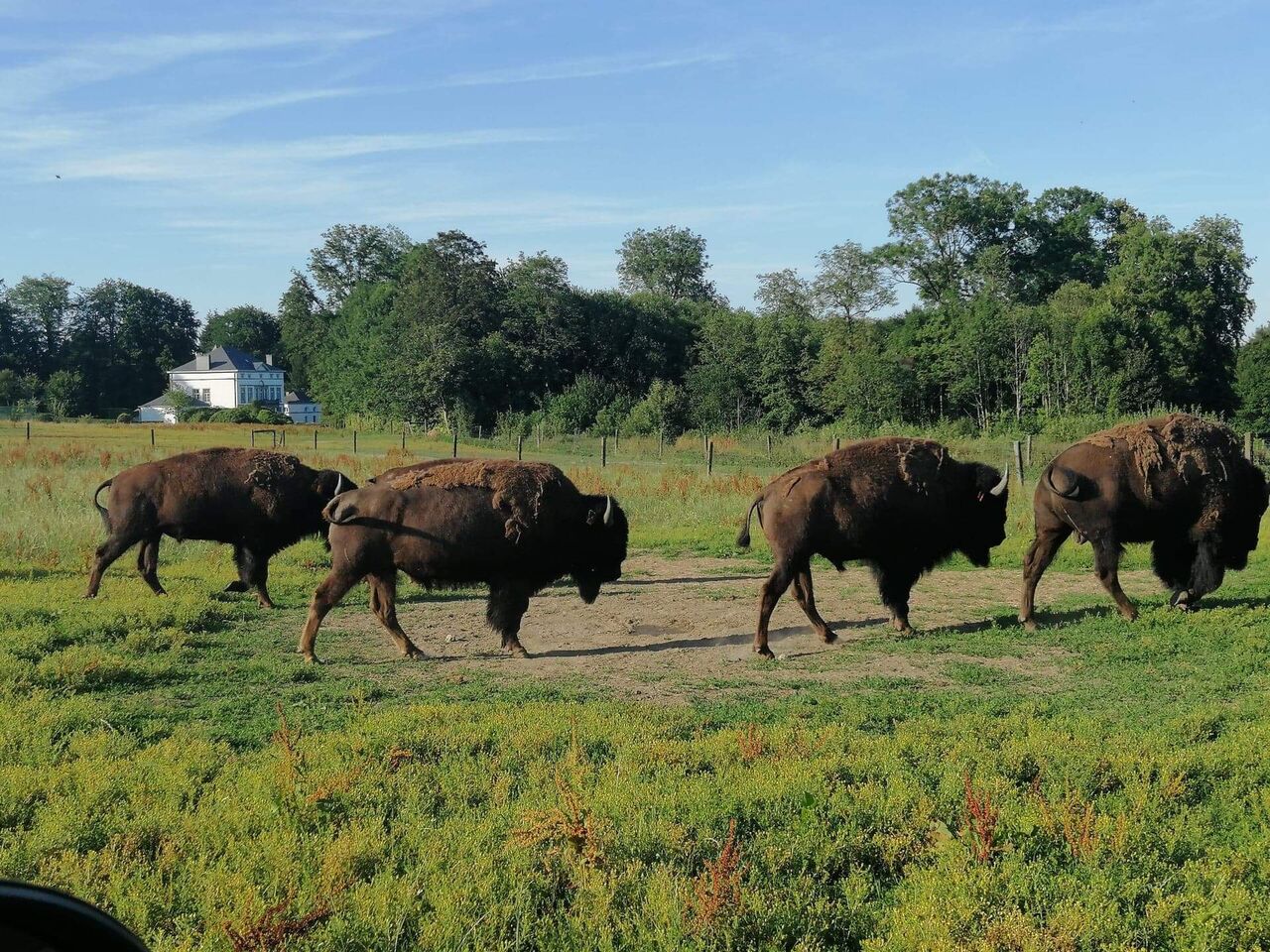 Bizonburger 100 % BIO Bizon vlees 