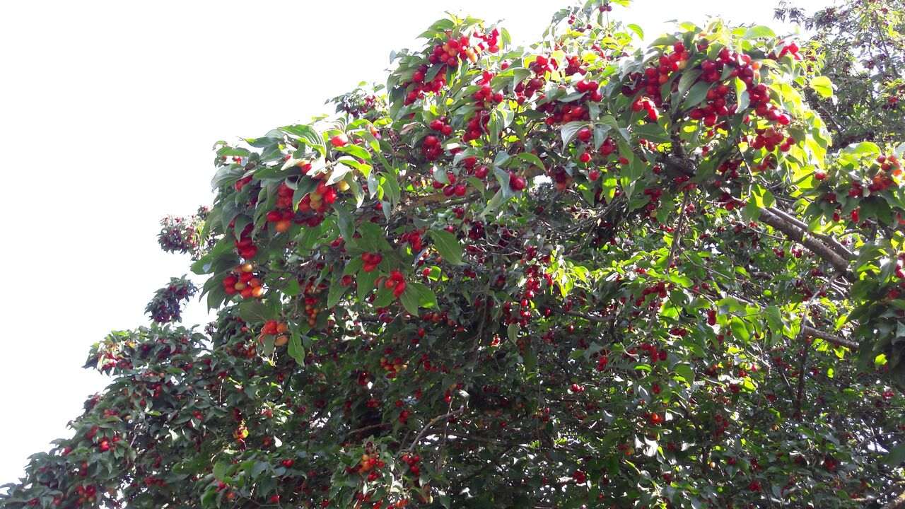 Dirndlstrauch (Kornelkirsche)