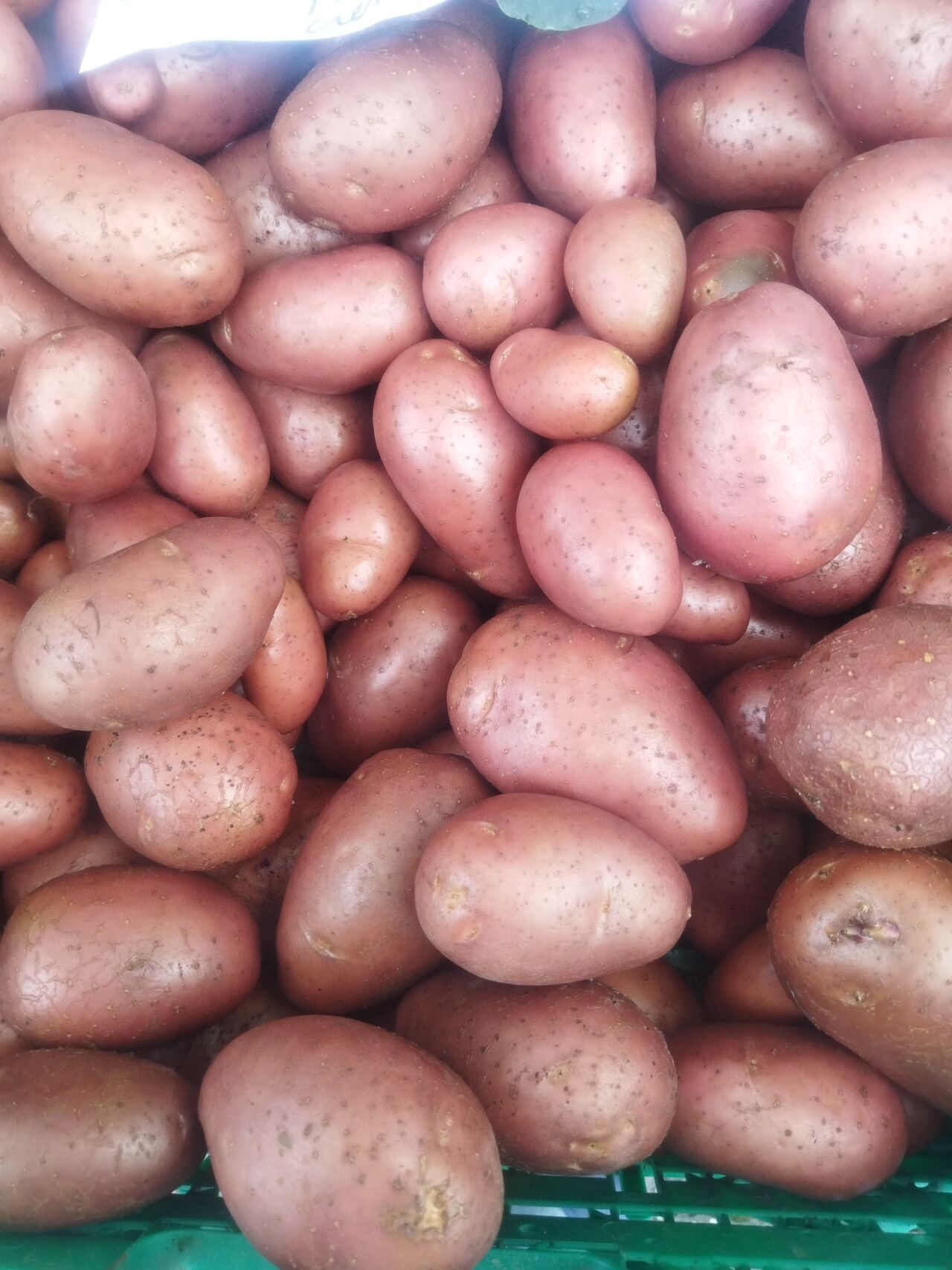 Pommes de terre rouge 1.80€ le kg 