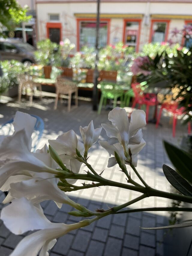 Unsere Einladende Terasse im grünen