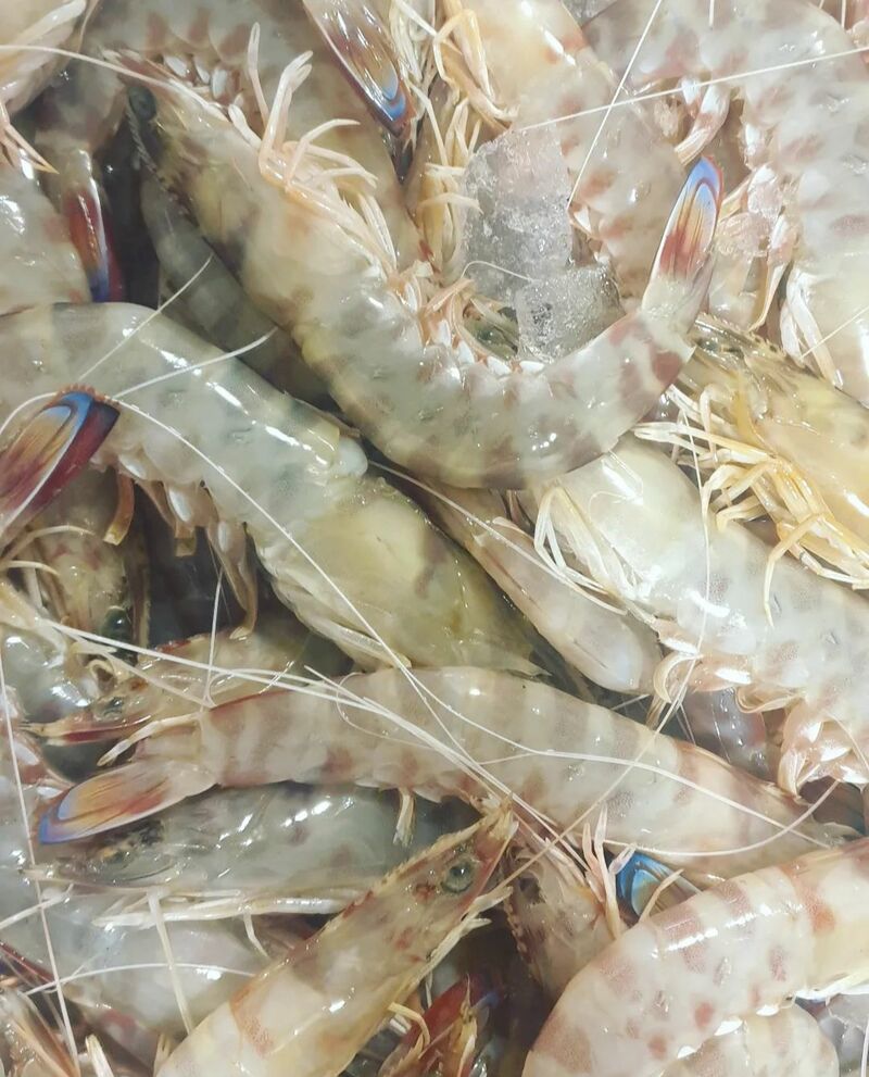 LANGOSTINOS DE GUARDAMAR