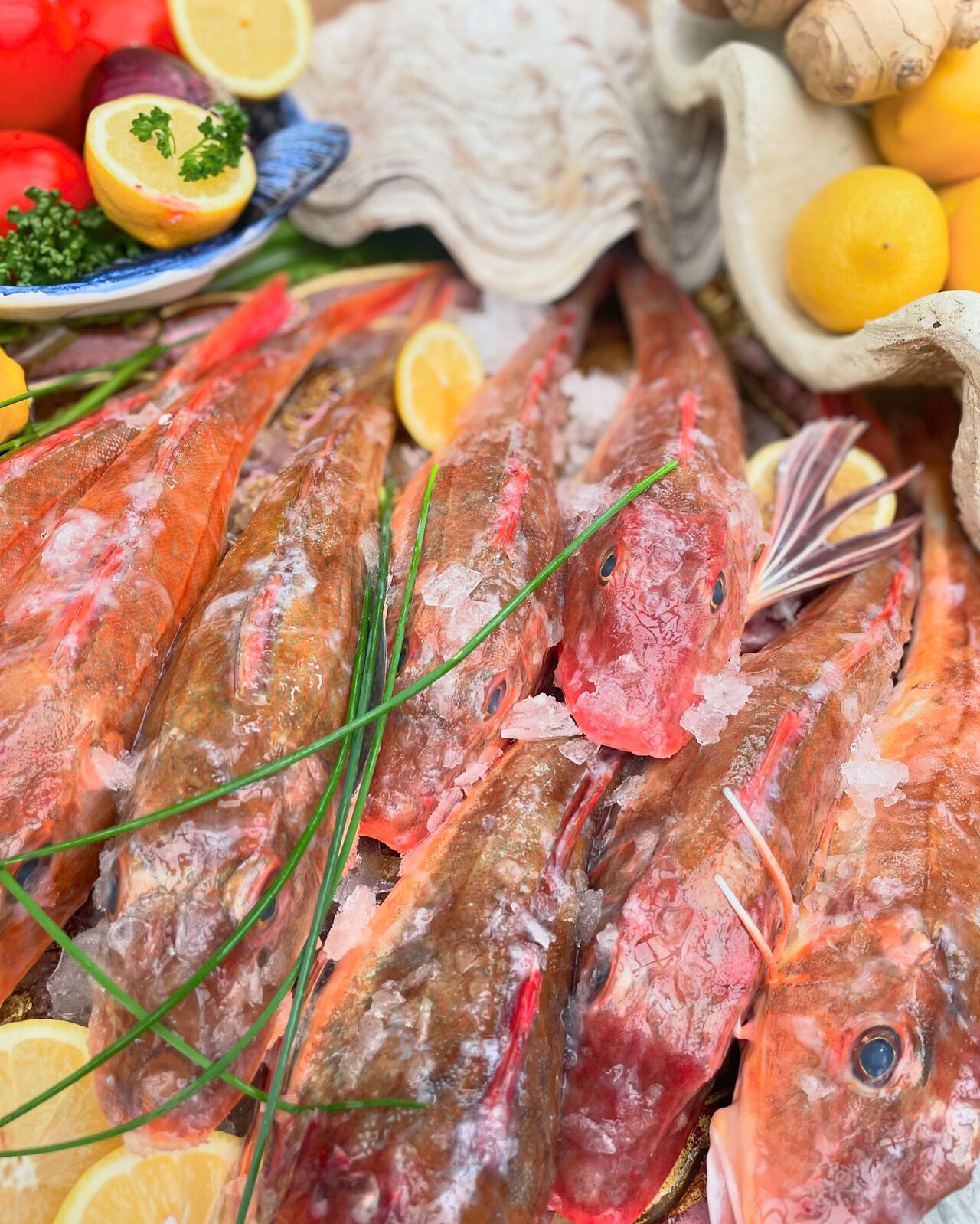 Štítník červený