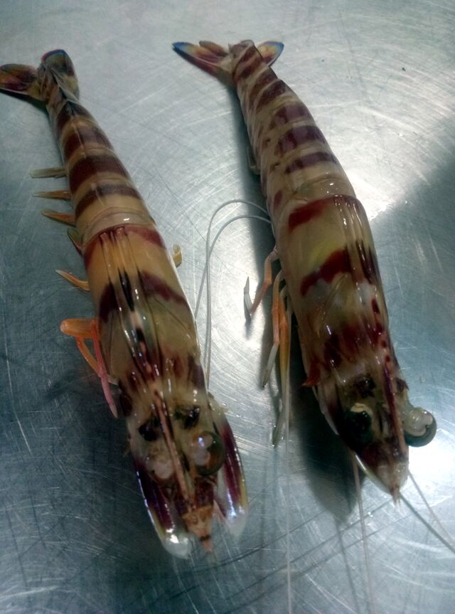 LANGOSTINO DEL GRAO
