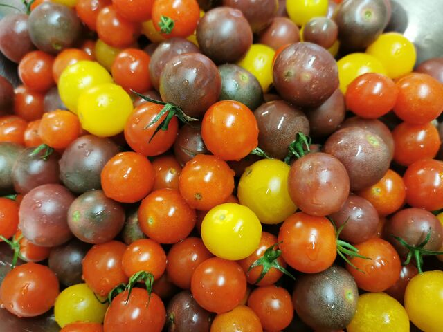 Tomates cerises locales en saison