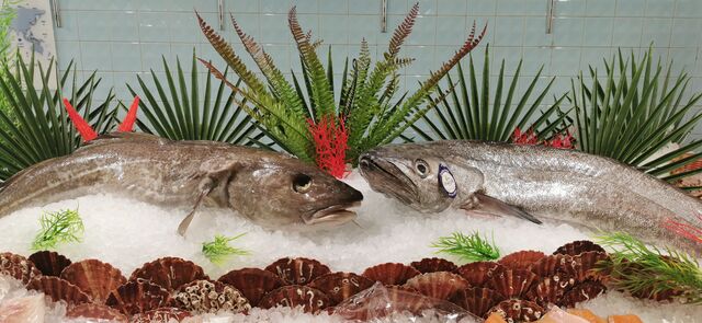 Merlu Pin's de Ligne