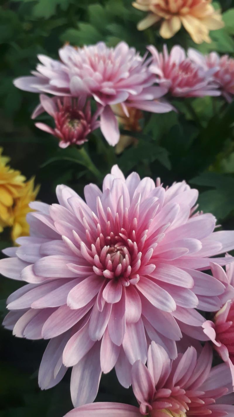 Krizantema-Chrysanthemum