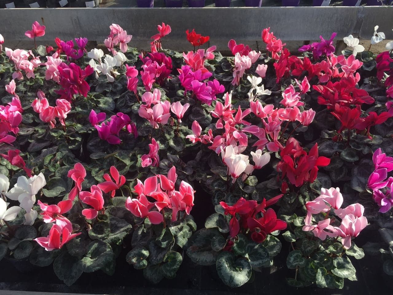 Ciklama
Znanstveni naziv: Cyclamen Viša klasifikacija: Cyclamineae