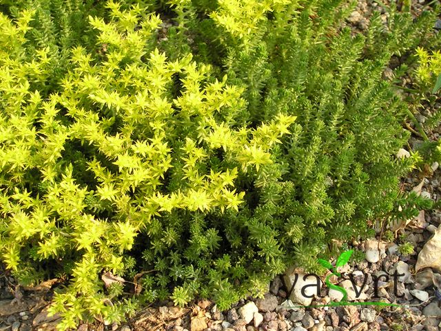 Žednjak-Sedum acre