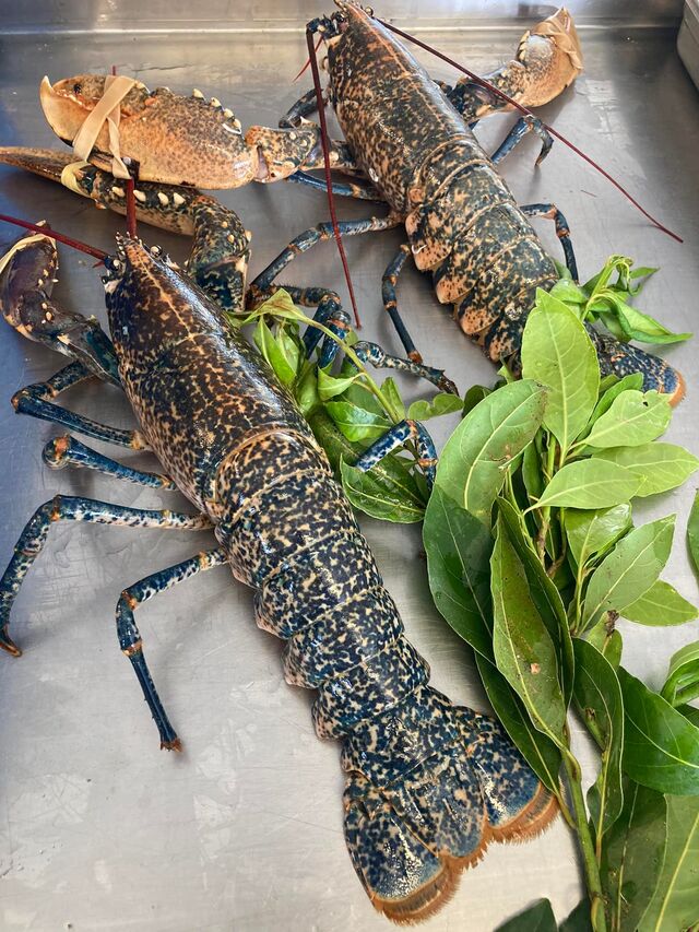 Arrivage régulier de homards bretons, en direct de la criée de Lorient.