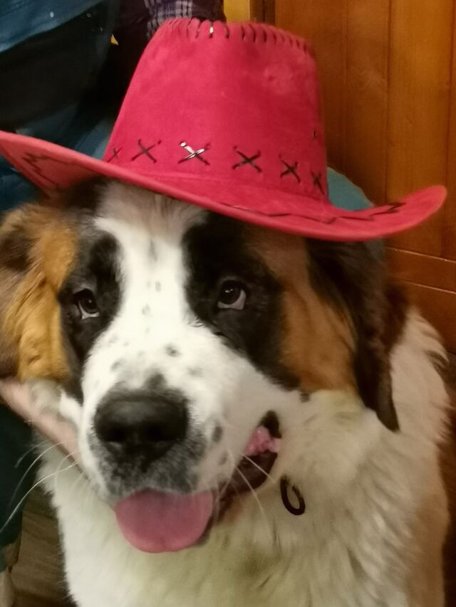 ten klobouk je můj, nedám